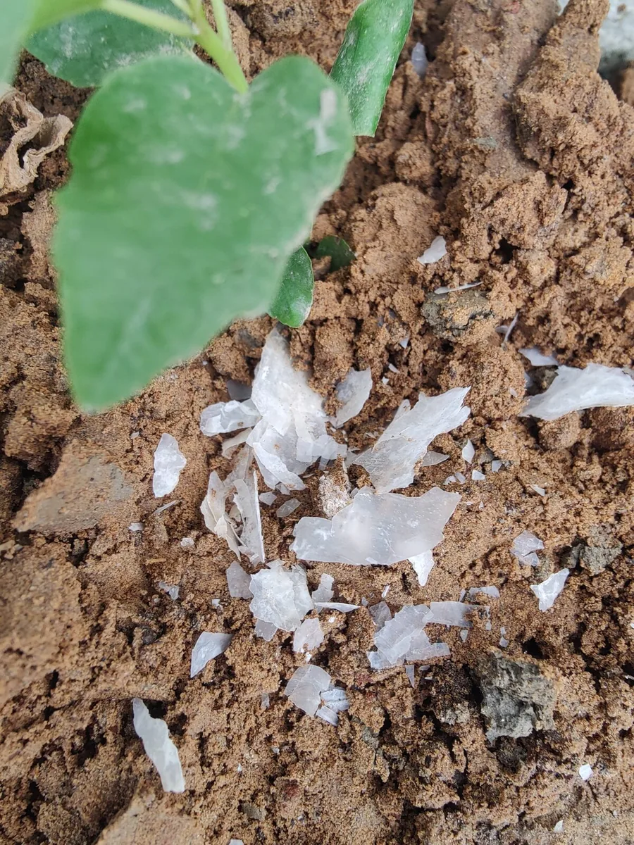 IDA film fragments recovered from soil, week 5, alongside seedling growth